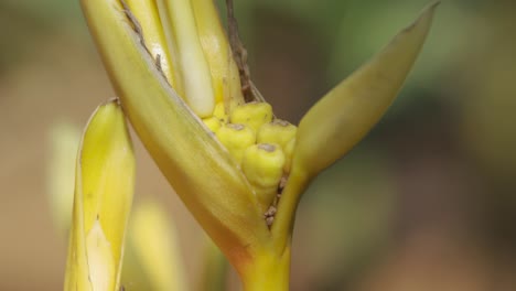 Heliconia-Flower-macro-shot-with-ants-climbing-all