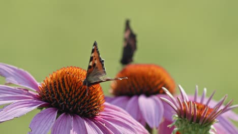 Vista-Súper-Cercana-De-Mariposas-Polinizando-Flores-Violetas