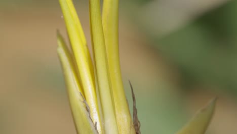 Heliconia-Blume-Makroaufnahme-Mit-Ameisen,-Die-Alle-Klettern