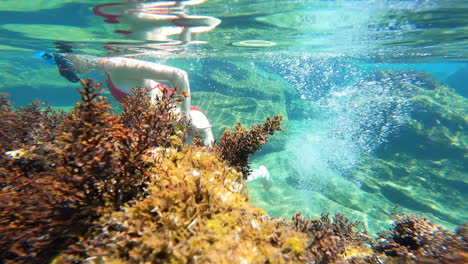 Blick-Auf-Algen-Von-Einer-Koralle-Unter-Wasser-In