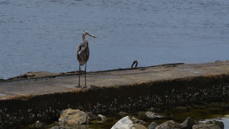Great-Blue-Heron-studies-the-water-while-standing