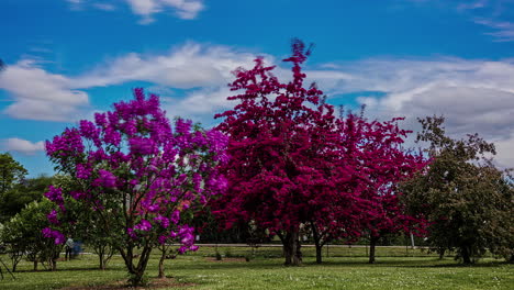 Flieder-Und-Violette-Blüten-An-Blühenden-Bäumen