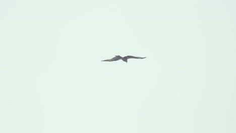 Un-águila-Volando-En-El-Cielo-De-La-India