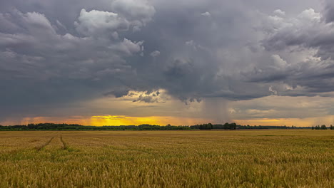 Dramatic-Sky-over-Golden-wheat-field-Heavy-dark