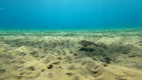 Ein-Stachelrochen-Schwimmt-Nahe-Am-Sandboden