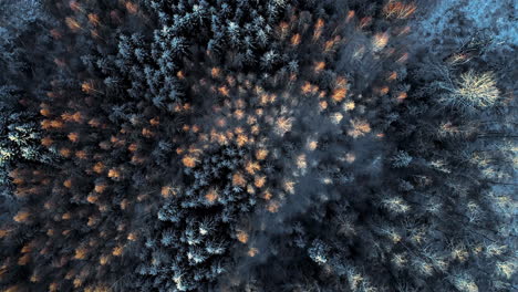 Aerial-top-down-flight-over-snowy-spruce-trees