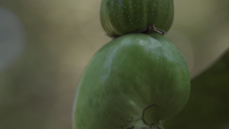 Macro-shot-of-a-green-cashew-hanging-on