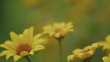 Slow-bokeh-focus-rack-of-wild-yellow-daisy
