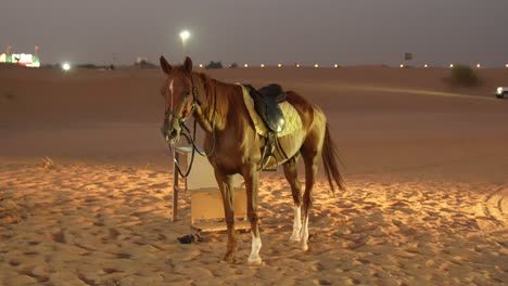 Leashed-horse-standing-alone-in-a-desert-with