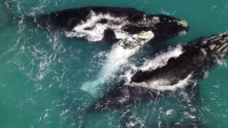 Southern-Right-Whales-with-white-calf
