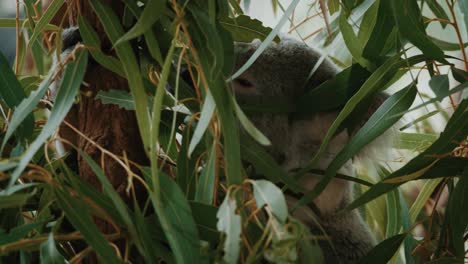 A-koala-eats-eucaliptus-leaves