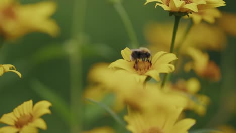 Focus-Rack-Mit-Bienen,-Die-Schwankende-Gelbe-Gänseblümchen-Bestäuben