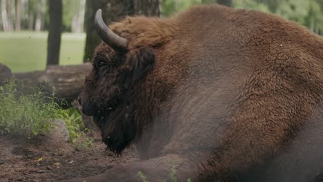 European-bison-lying-in-woodland-distracted-by-swarm