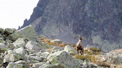 Alpine-ibex-in-French-Alps-with-mountain-backdrop