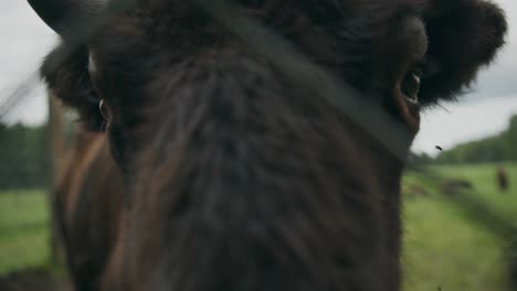 Large-dark-eyes-of-a-Europen-bison-stare
