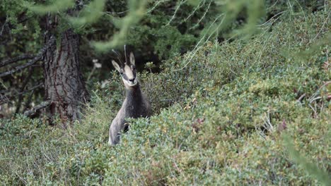 Chamois-at-dusk-in-woodland-in-Chamonix-valley