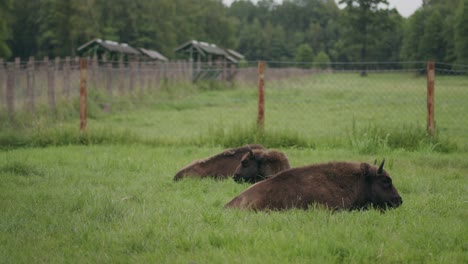European-calf-bison-lays-down-in-green-conservation
