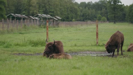 Young-woodland-bison-calves-at-waterhloe-on-european