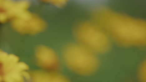 Gelbe-Schwankende-Wiesengänseblümchenblumen-Mit-Weichem-Grün