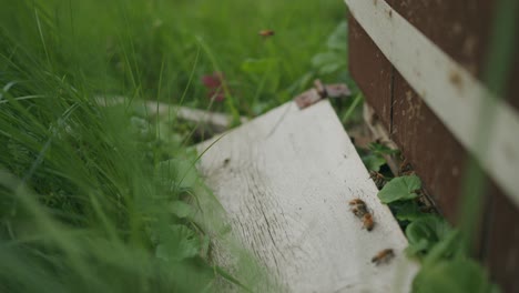 Fleißige-Honigbienen,-Die-Rund-Um-Den-Eingang-Zum-Langstroth-bienenstockgras-Aktiv-Sind