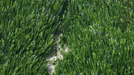 Sea-grass-growing-naturally-in-the-ocean