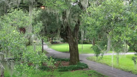 K-Drone-Southern-Spanish-Moss-in-Trees-Crane