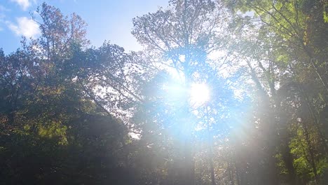 Slow-Motion-Sun-Flare-Through-Trees-with-Blue