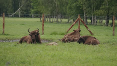 Small-herd-of-young-bison-lie-content-in