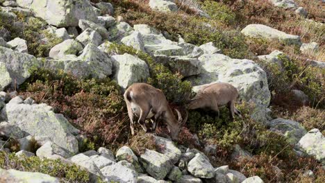 Alpine-ibex-mother-and-young-browsing-in-French