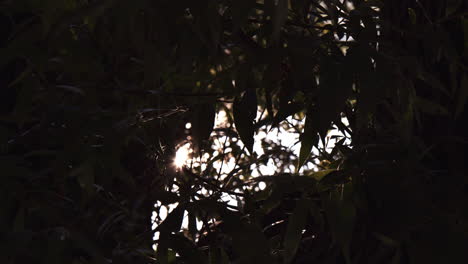 Sunlight-Shining-and-Sun-Rays-Through-Tree-Branches