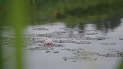 Pretty-pink-isolated-water-lily-floats-on-insect