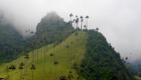 Cloud-Forest-Cocora-Valley-in-Andean-Colombian-Mountains