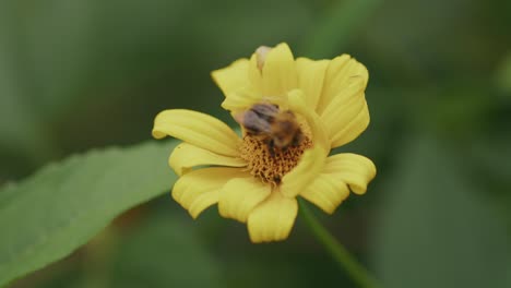 Honigbiene-Sammelt-Pollen-Vom-Gelbgoldenen-Schmetterling