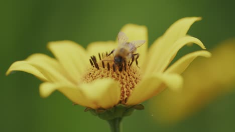 Nahaufnahme-Einer-Biene,-Die-Gelbes-Gänseblümchen-Bestäubt