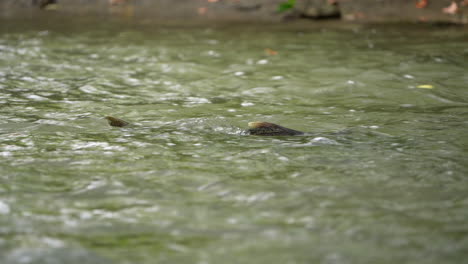 Chinook-Salmon-swimming-against-current-in-river-to