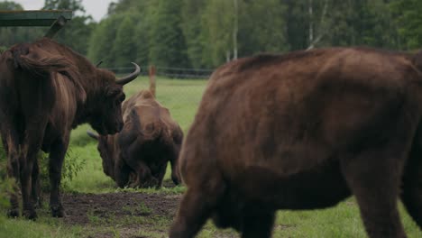 Herd-of-content-bison-out-to-pasture-on