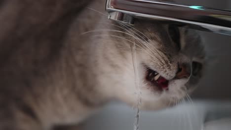 Tiro-Macro-De-Gato-Bebiendo-Agua-K-Lento