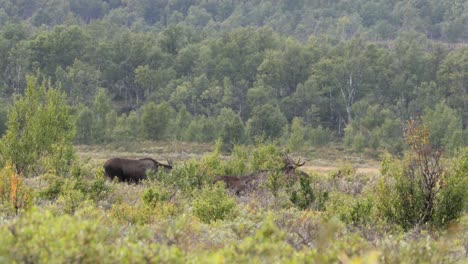 Elk-Europeo-Alces-Alces-Navegando-En-Dovrefjell-Noruega