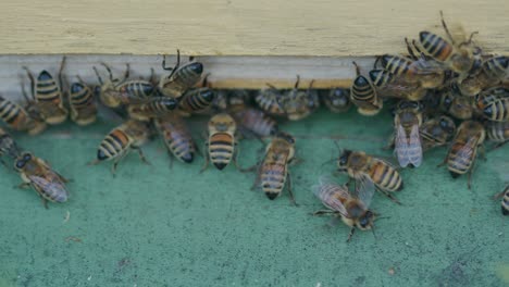Schwärmende-Aufgeregte-Arbeiterbienen,-Die-Auf-Holz-Krabbeln