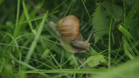 Slow-moving-edible-snail-in-grass-with-ornate