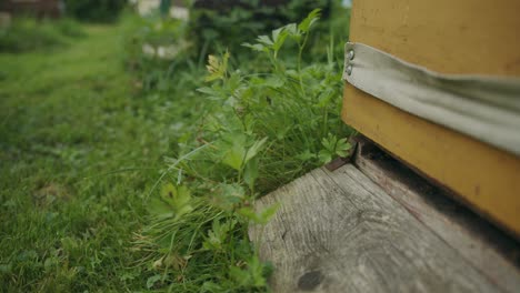 Worker-female-bees-active-around-wooden-langstroth-garden