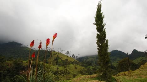 Red-Blossom-Flower-in-Cocora-Valley-Kniphofia-Hot