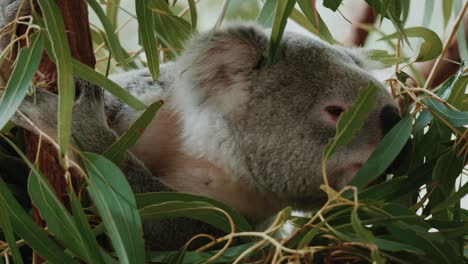 A-koala-smelling-and-eating-eucalyptus
