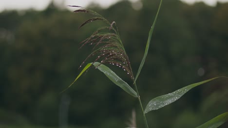 Raindrops-on-wild-forest-green-grasses-wave-slowly