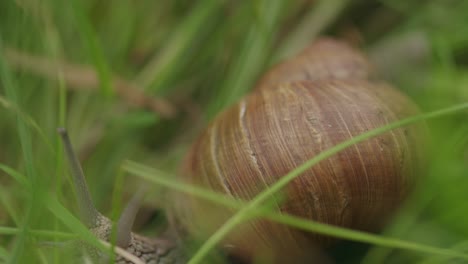 Edible-brown-Roman-snail-crawls-slowly-in-fresh