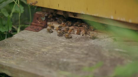 Nahaufnahme-Von-Fleißigen-Arbeiterinnen,-Die-Bienen-Schwärmen