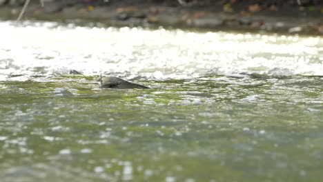 Chinook-Salmon-swimming-against-current-to-spawn-up
