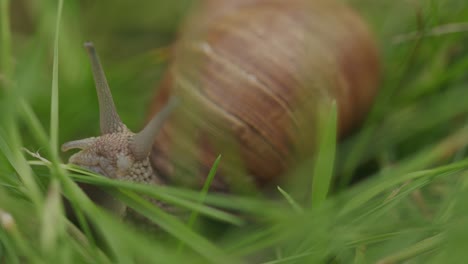 Close-up-of-edible-helix-pomatia-snail-crawling
