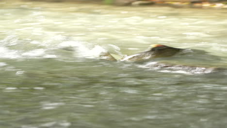 Chinook-Salmon-swimming-up-stream-through-rapids-to