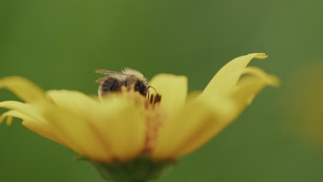Worker-bee-in-soft-focus-polinates-yellow-daisy